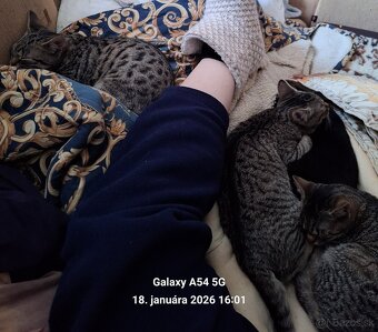 darujem mačky - 2