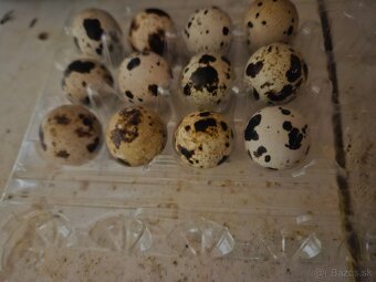 Prepelice a nasadove vajicka - 2