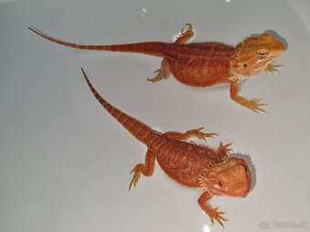 Agama bradatá - Pogona vitticeps - 2