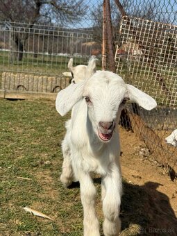 Predám kozliatka - 2