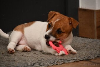 Jack Russell Terrier fena - 2