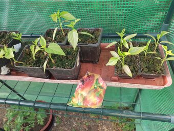 Paprika sadenice - 2