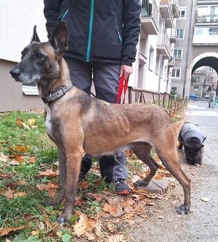 Fenka, ~5 rokov, vhodná iba pre skúseného majiteľa. - 2