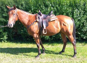 3 letý valach QH - 2