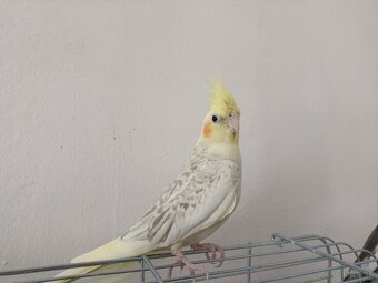 Predám papagáje, samec aj samica - 2