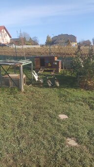 Káčer indický bežec strieborný - 2