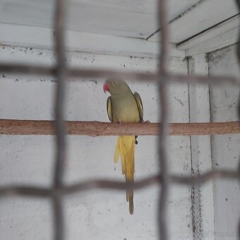 Alexander  malý - 2