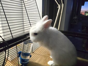 Predam zajačika - 2