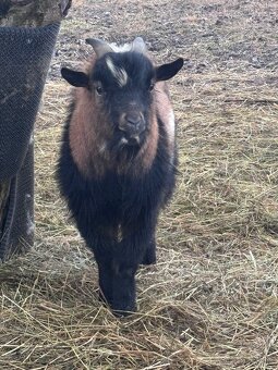 Predam Kamerunsku minikozu - capko - 2