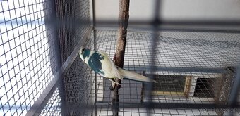 Predam.kakariky - 2