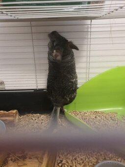 Chinchilla Cincila - 2