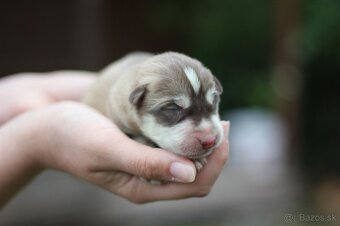 Predám krásne zdravé šteniatka Sibírsky Husky - 2