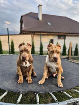 American bully XL - 2