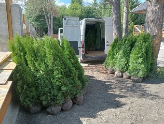 Tuja Smaragd, vavrínovec, červienka, gaštan - Tvrdošín - 2