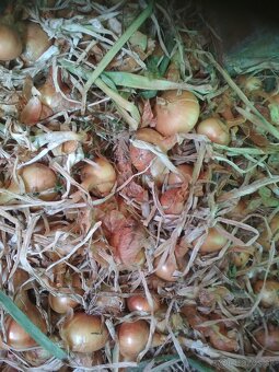 Domáca cibuľa , mrkva a petržlen - 2