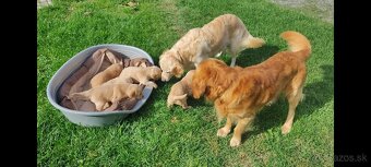 Golden-Zlatý retriever šteniatka - 2