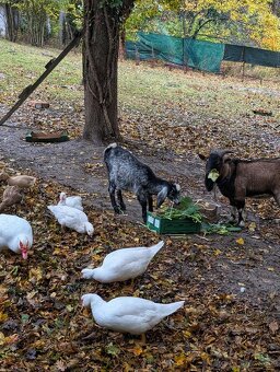 Pižmové kačice – biele barbarianky, voľný výbeh - 2