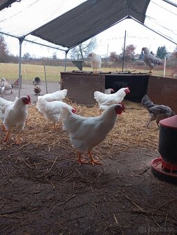 Kohúty plymutka biela - 2