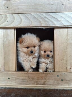 Pomeranian,pomerian špic - 2