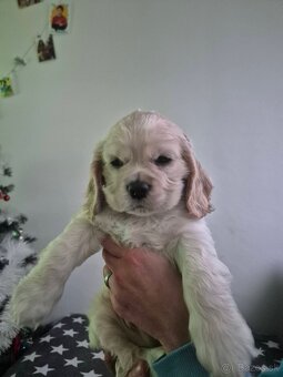 Americký kokeršpaniel - 2