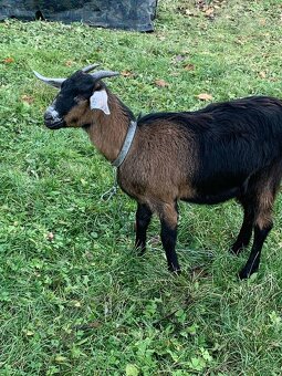 Predám anglonúbijské kozy - 2