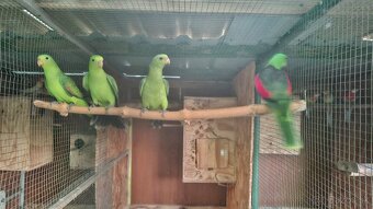 Papagáj červenokridly - 2