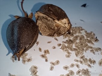 Semená rýchlorastúceho stromu Paulownia hybrid 9501 120+ ks - 2