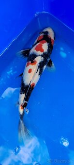 Koi Kapre - 2