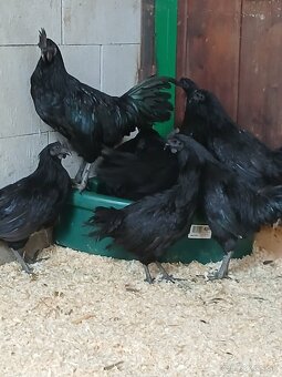 Ayam Cemani trio - 2