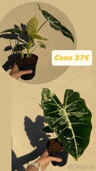 Alocasia Frydek Variegata - 2