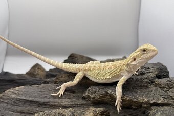 Agama bradata - Zero , het Zero 🦎 - 2