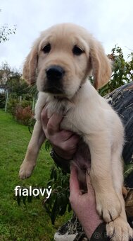 Šteniatka zlatý retriever - 2