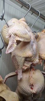 Predám očistené , čerstvé morky - 2