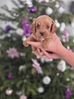 Cavapoo - 2