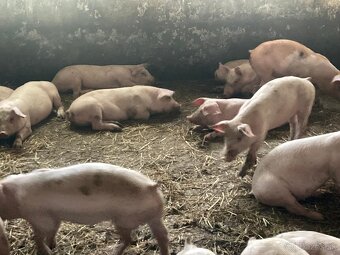 Dochov ošípaných - 2