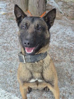 Belgický ovčiak malinois - 2