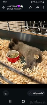 Zajačik Sky 💝 - 2