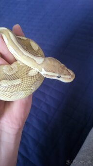 Pyton python regius kráľovský - 2