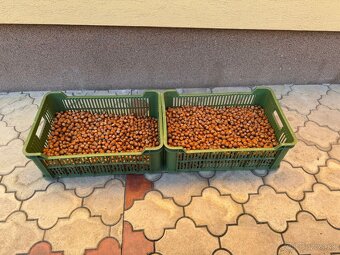 Predám lieskové orechy - 2