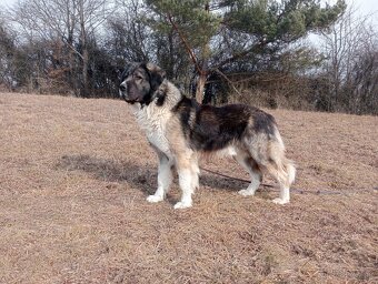 Rumunský ovčiak karpatin - 2