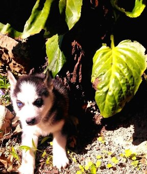 Sibirsky husky hasky - 2