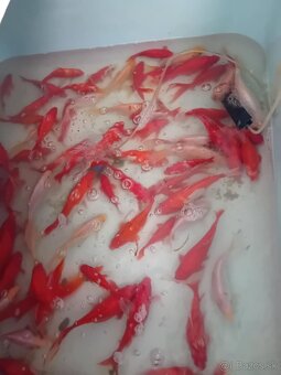 Karas,koi kapor - 2