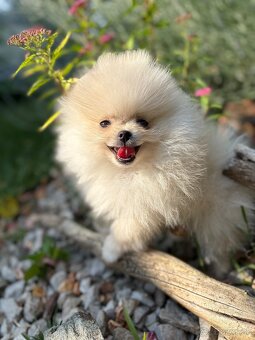 Pomeranian - 2