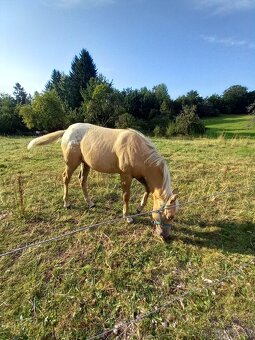 Appaloosa - 2