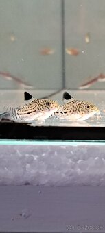 Panciernicek corydoras trilineatus - 2
