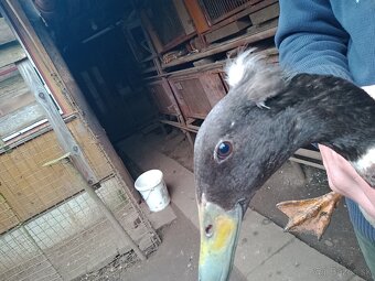 Indický bezec chocholaty. Káčer Indicke bezce. - 2