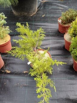 Predám prebytky rastlín borievka prostredný pfitzeriana aure - 2