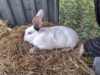 Predám králiky - 2