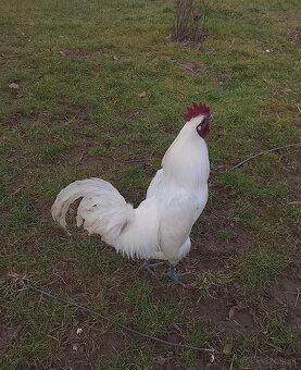 Kohút Ga H Mong - 2