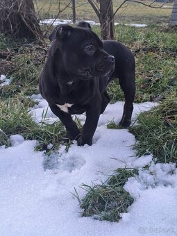 American bully Štandard - 2